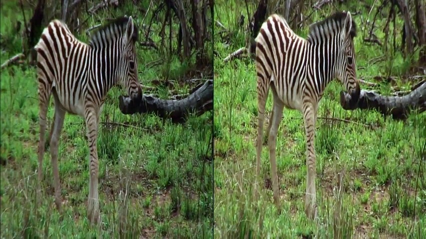 Zebra fight on Safari TV Diary - 22.11.2010
