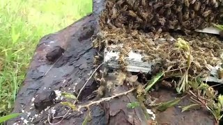 Bees cleaning house