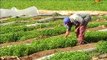 برنامج مواسم الخير - الخضروات في وادي الأردن