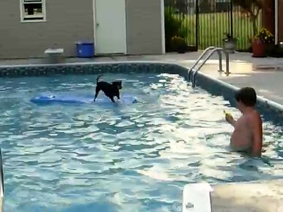 Dog vs. Kid
