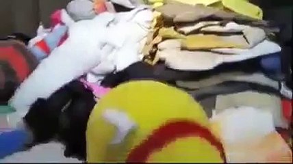 Ninja cat burglar  Funny Animals