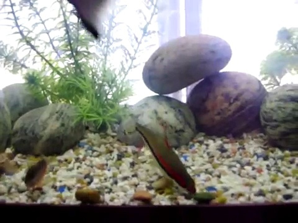 my freshwater fishtank