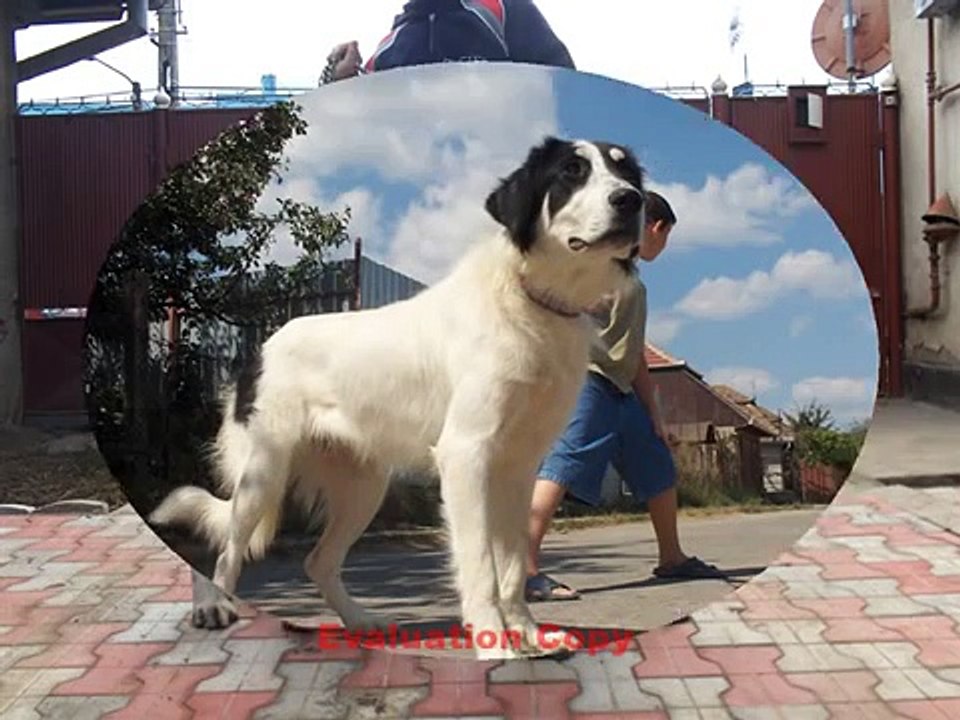 Ciobanesc Romanesc de Bucovina