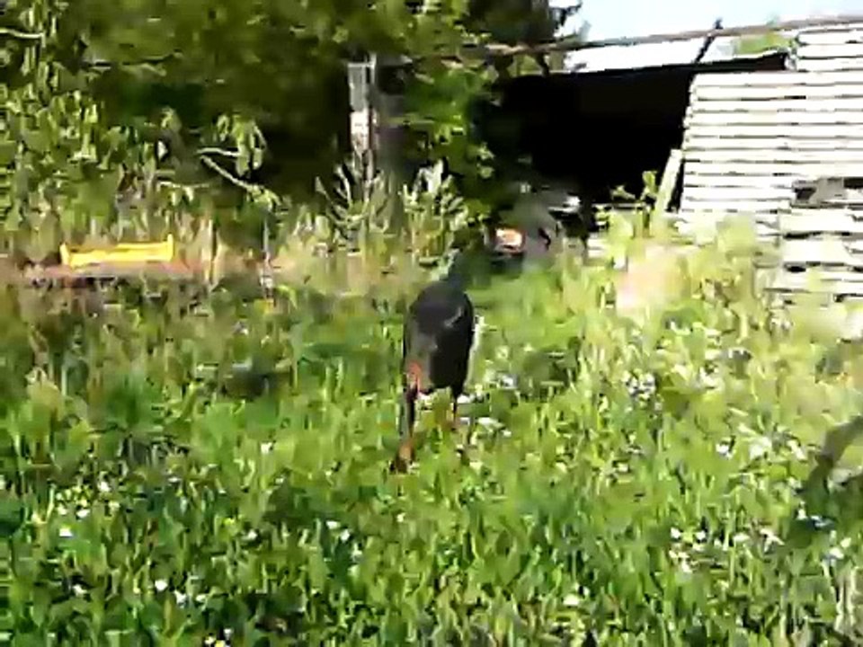 dobermann dog dressage tex han tess de la taverniere doberman chien