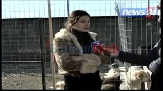 “Animals need me”, hapet në Shkodër streha e parë në Shqipëri për qentë e rrugëve