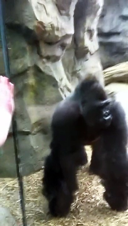 Franklin Park Zoo Gorilla Attack!