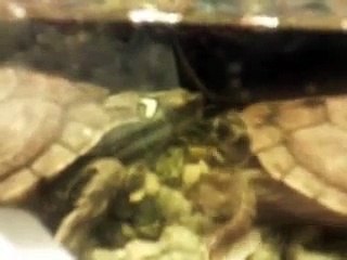 Cute Playing Water Turtles