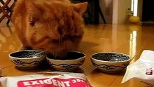 ロイヤルカナン　食べ比べ