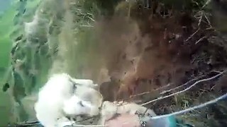 Un rescate fallido del borrego • A failed rescue the sheep