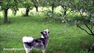 Siberian Husky picks peach off a tree!