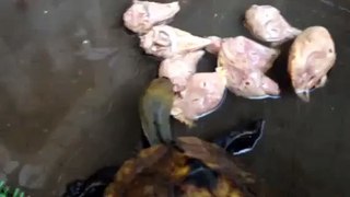 鶏頭水煮爆食