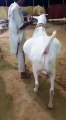 Sold sold sold Alhamdulillah Jinnah Cattle Farm 2015