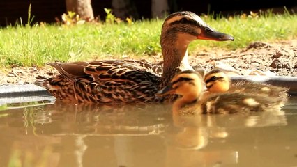 Cute Baby Mallard Ducks HD Canon EOS 7D