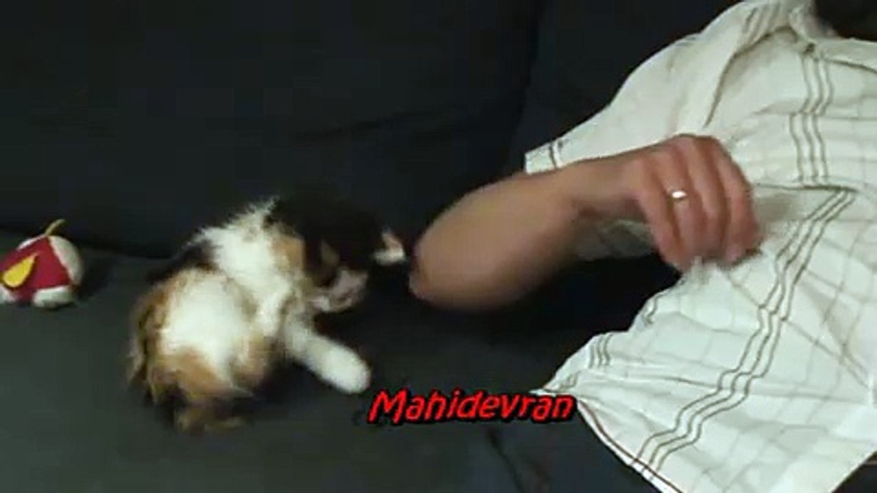 Kitty is tickling