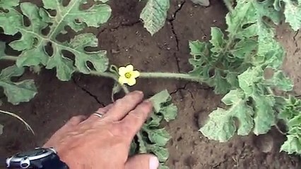 June 26th 2009 Watermellon patch update