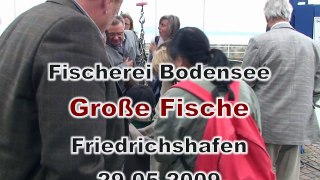 20090529 Bodenseefischerei Friedrichshafen Lake Constance fisheries