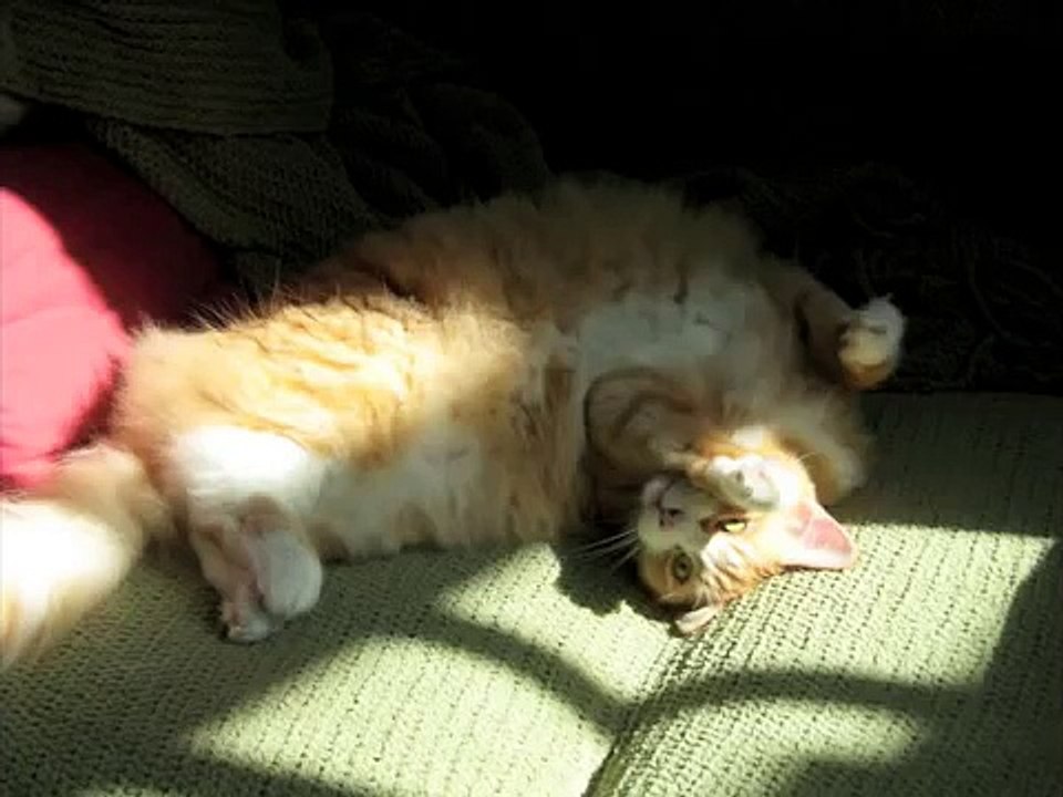 Buddha sitting cat, Cricket {aka Kiki}