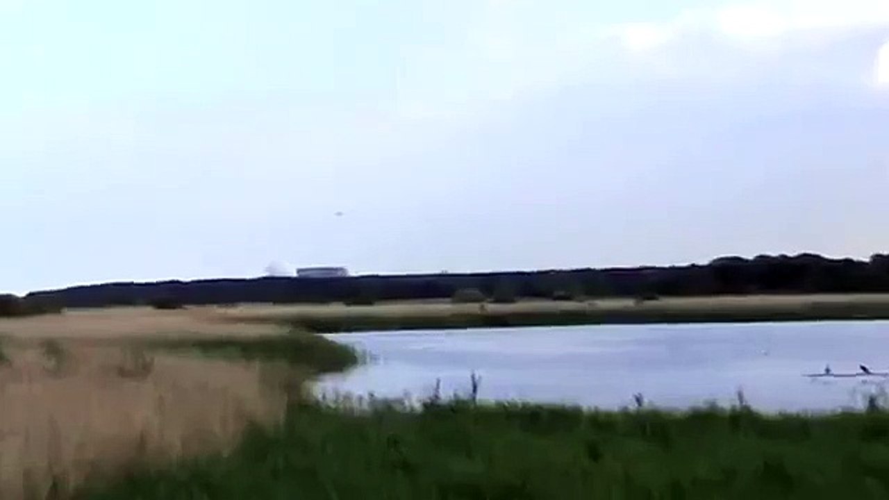 Minsmere bittern in flight