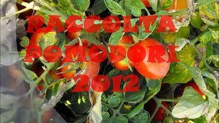 raccolta pomodori 2012 - parte 2-