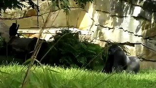Amazing Bully Gorilla attack video Funny Animals Videos