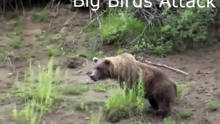 When Crazy Animals Attack Big Birds Attack ~ Best Funny Animals