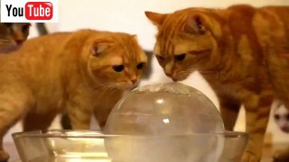Funny Cats  Videos Funny Cat Sleep  Funny Animals 2015 part 11