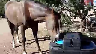 horses master MiraFount