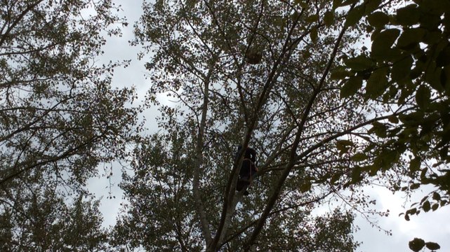 Destruction d'un nid de frelons asiatiques