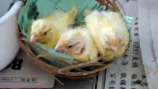 Baby Canaries