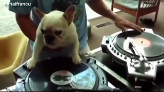 Funny Dogs Dancing