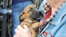 46 dogs and puppies saved at Northeast Animal Shelter!