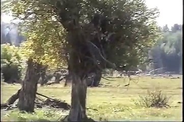 Chesapeake Bay Retriever  Field Trial