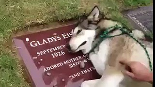 Куче Плаче На Гроба На Стопанина Си