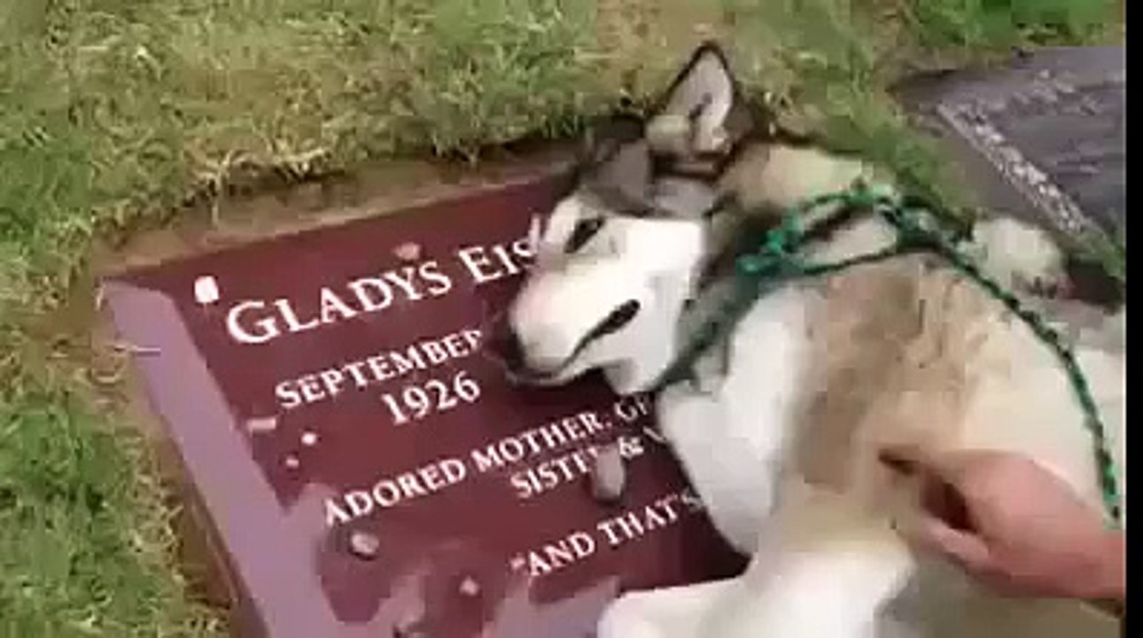 Куче Плаче На Гроба На Стопанина Си