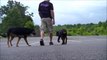 Off Leash Heeling with Dog Distractions | 5 Month Old Rottweiler 