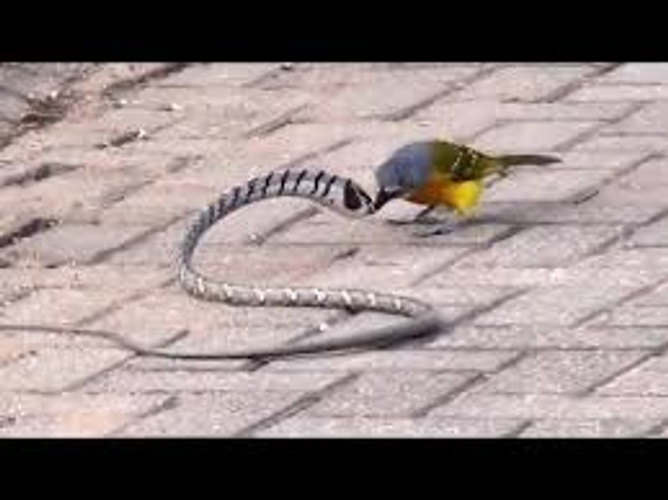 Bird vs Snake