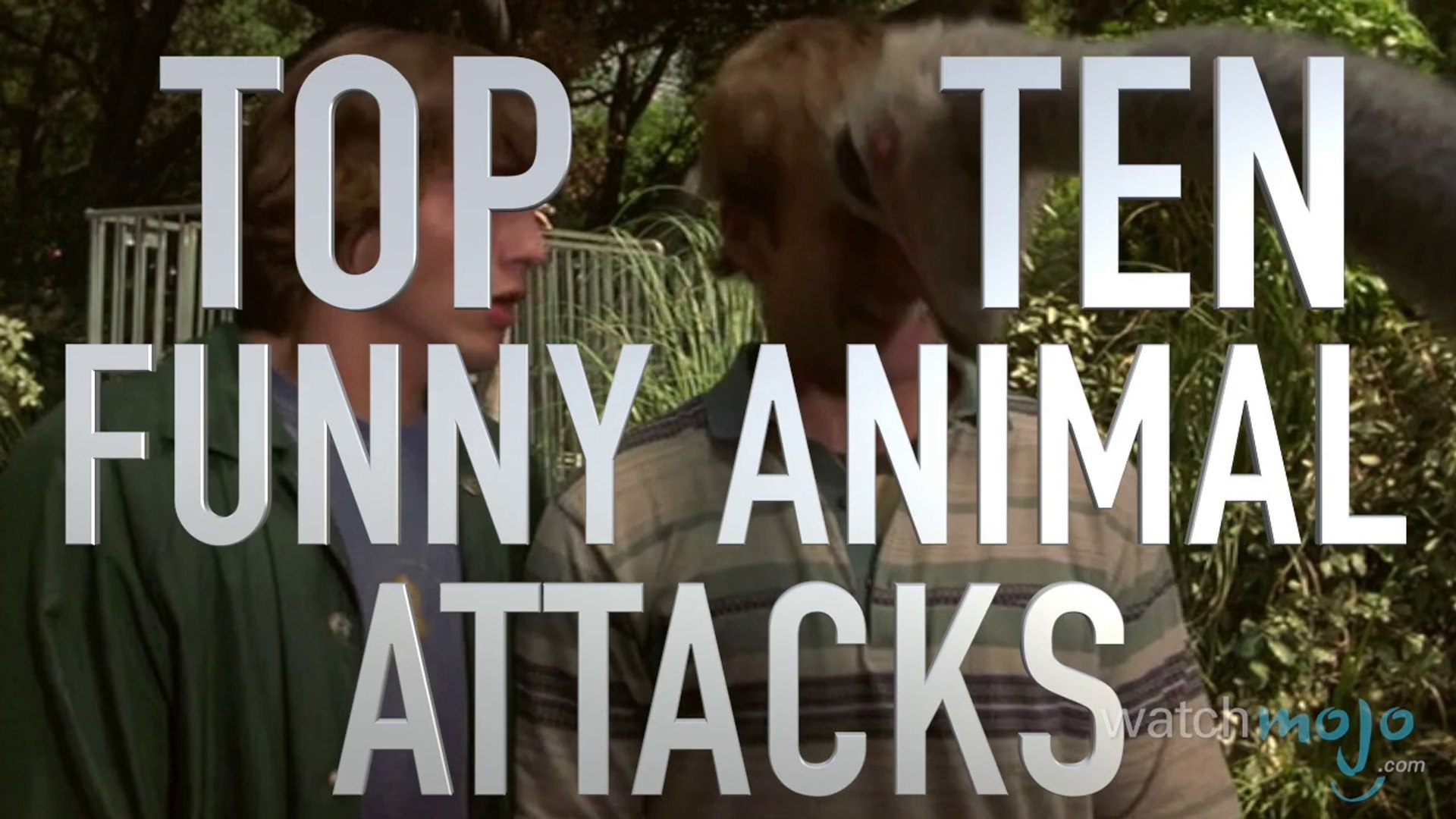 Top 10 Funniest Animal Attack Scenes (QUICKIE) - video Dailymotion
