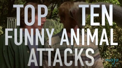 Top 10 Funniest Animal Attack Scenes (QUICKIE)