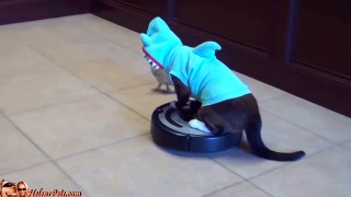 Cat Shark Duck Dog Roomba [FIXED]
