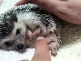 ベタ慣れハリネズミ☆2　Pigmy Hedgehog