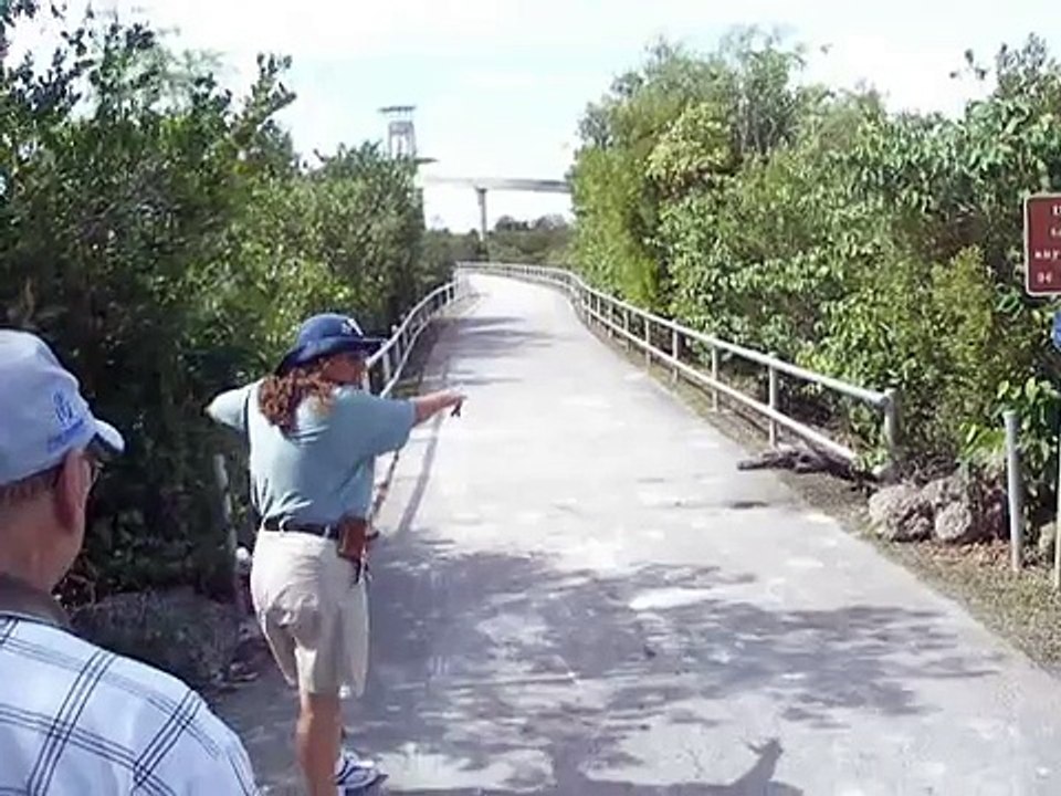 Alligator Encounter!!!