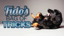 Fido's Bag of Tricks: How to Teach Your Dog to Turn Around