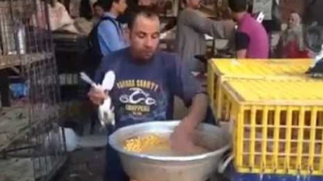 Feeding pigeons with the mouth