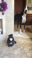 Great Dane restlessly waits for cat to finish shower