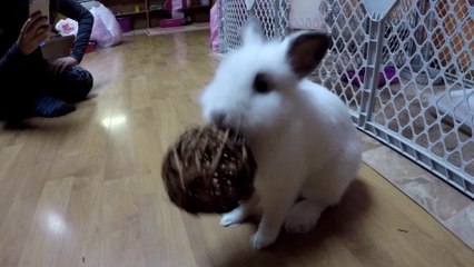 Bunny loves to bounce his willow ball