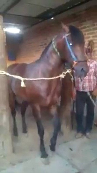 Wait for it-by Funny Videos Collection
