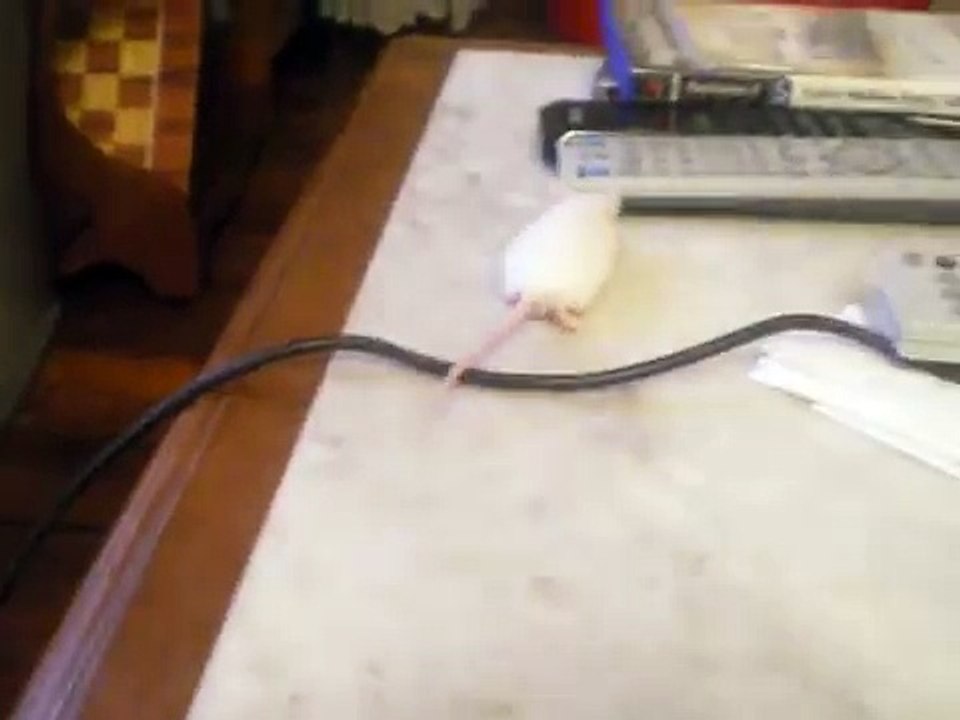 Raton blanco