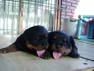 Cachorros rottweiler hijos de Hero y Lexa
