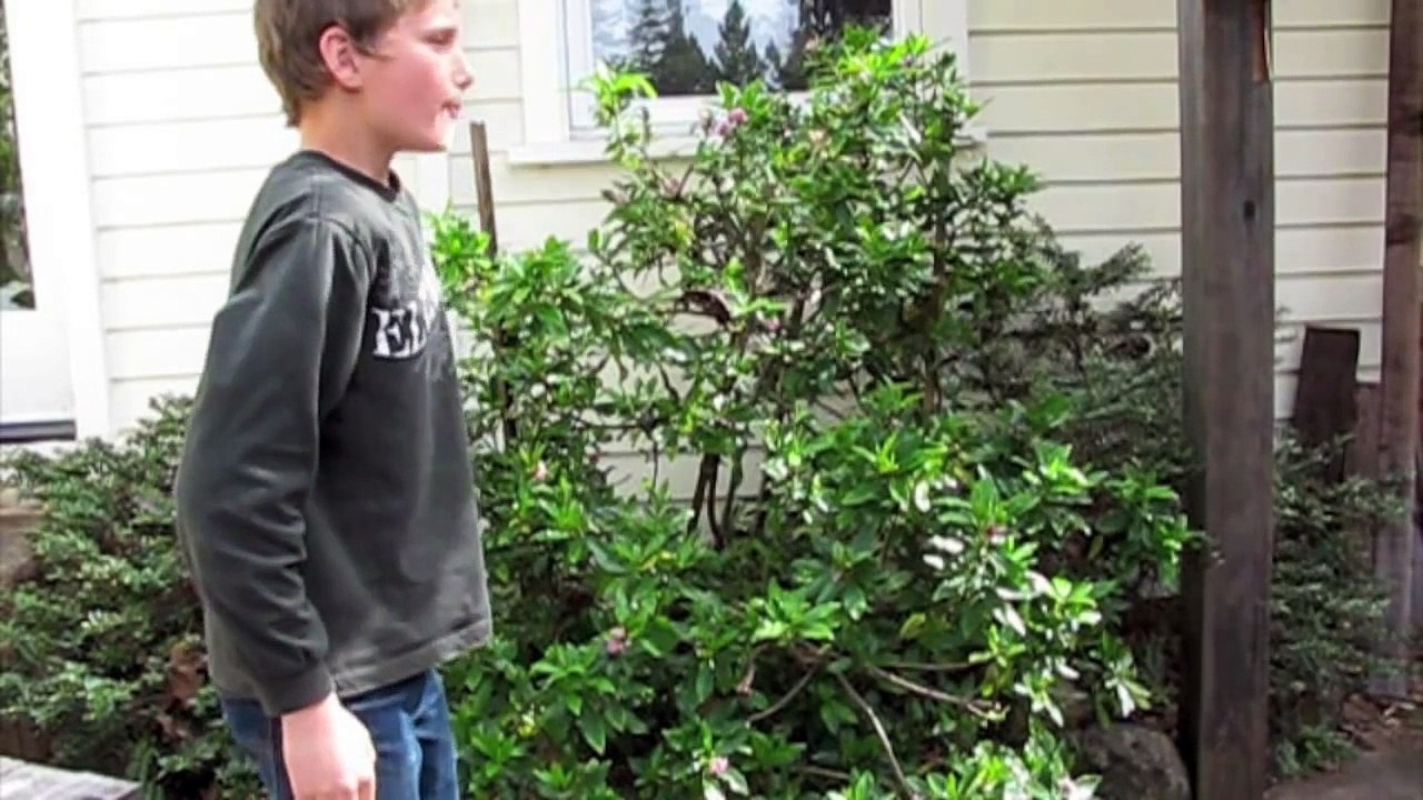 Reverse Video