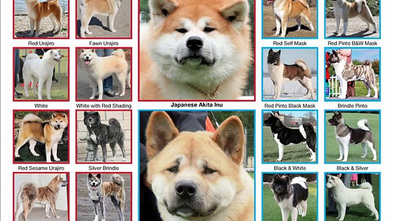 akita vs pitbull